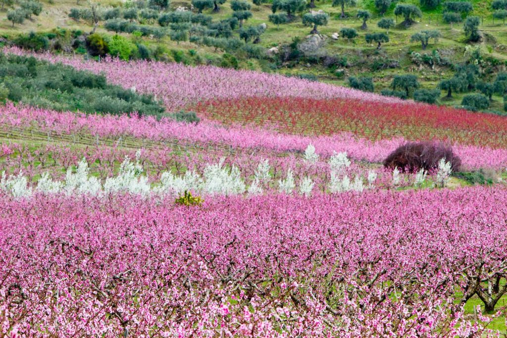 alberi da frutta come i peschi sono tipici dell'agricoltura italiana