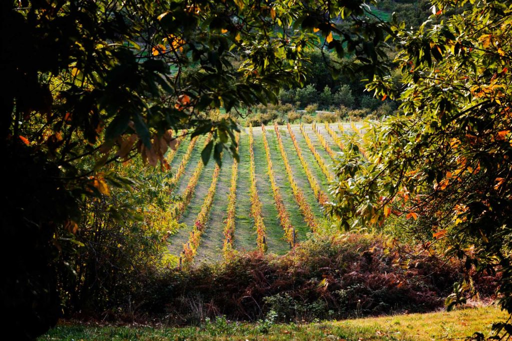 i vitigni fanno parte delle culture dell'agricoltura italiana