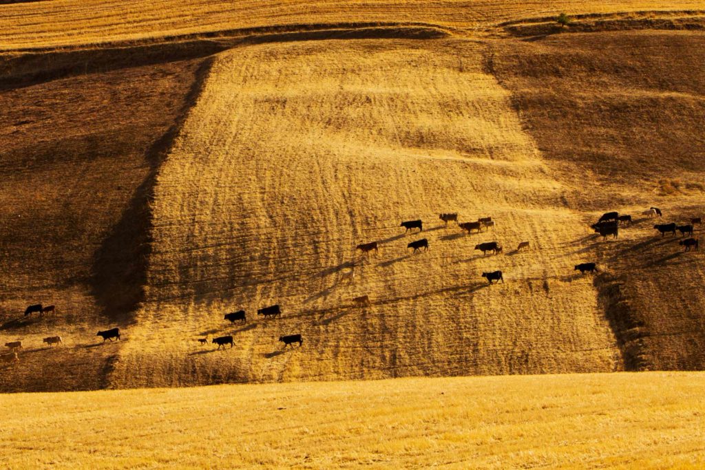 il grano è una delle risorse primarie della agricoltura italiana